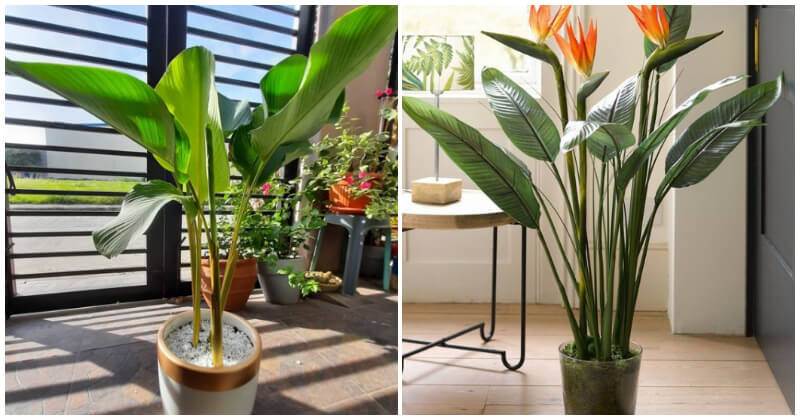 9 Houseplants That Look Like A Banana Tree To Bring Tropical Space