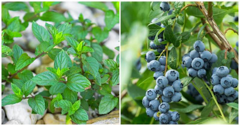 12 Plants Give You Have Better Immunity