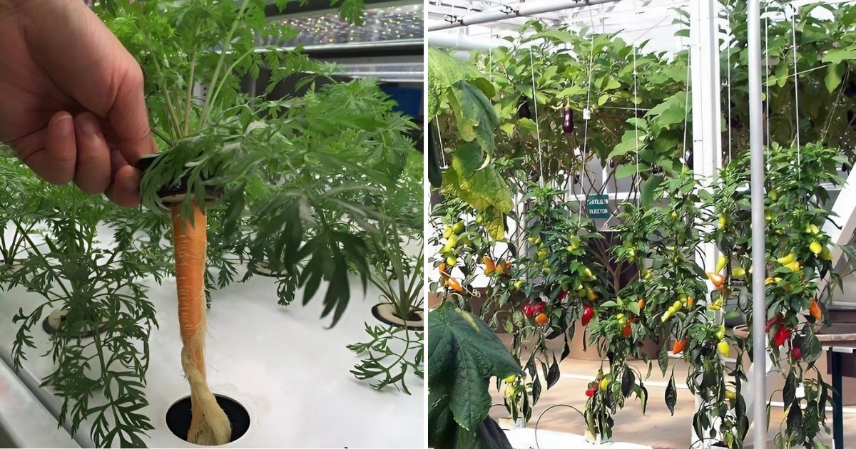 List of vegetables visual data 3