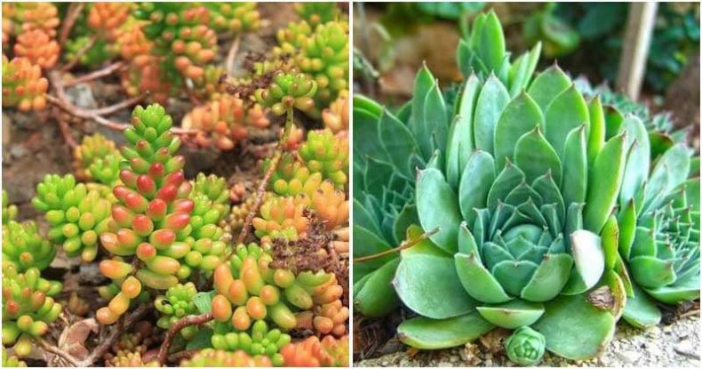 15 Types Of Succulent Ground Covers For Your Garden Landscaping