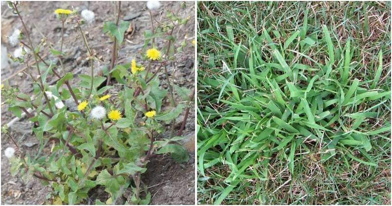 6 Common Weeds and Effective Ways To Control Them In Your Garden