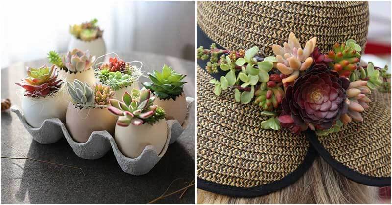 17 Clever Ideas To Plant Your Beautiful Succulents