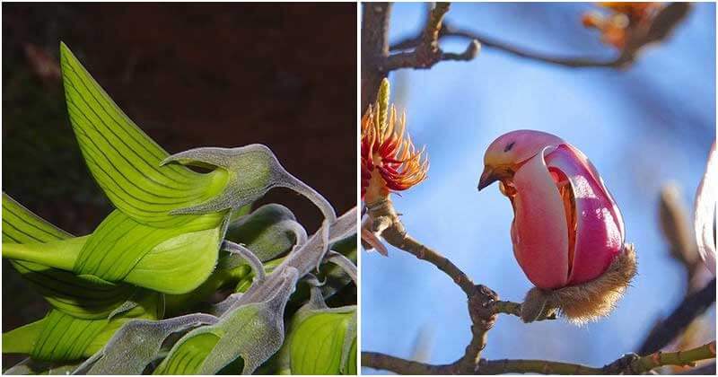 Unique Flowers With Look Like Birds