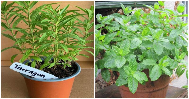 12 Best Herbs To Grow In Planter Boxes and Containers