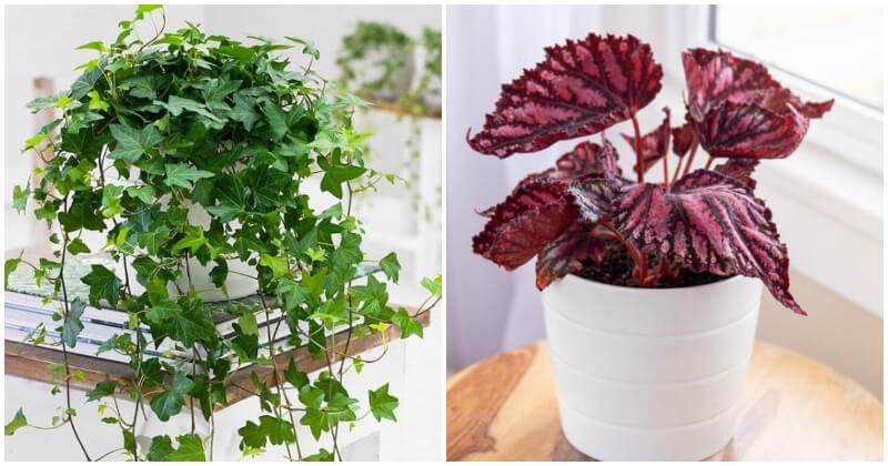 16 Beautiful Desk Plants To Liven Up Your Office