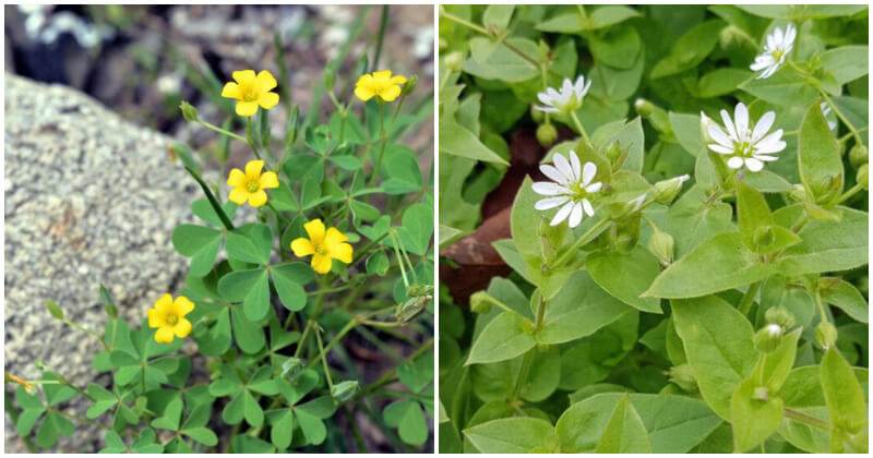 10 Best Nutritious Edible Weeds In The Garden