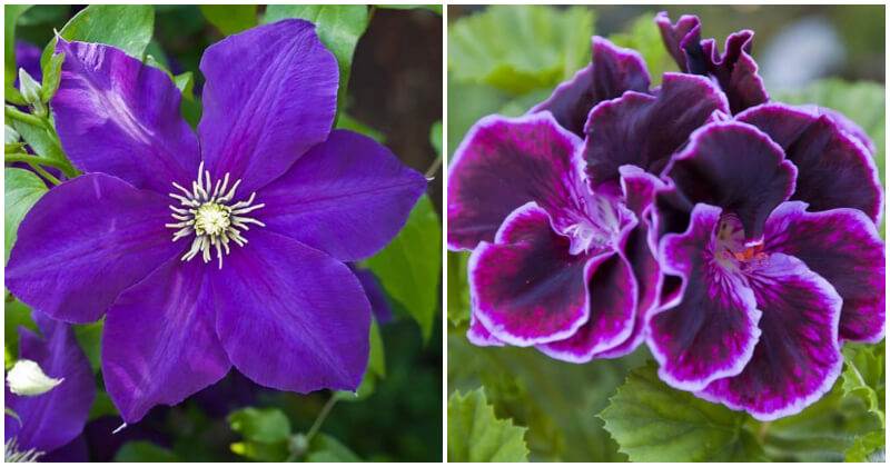 25 Purple Flower Types To Grow In Garden, Pots and Planters