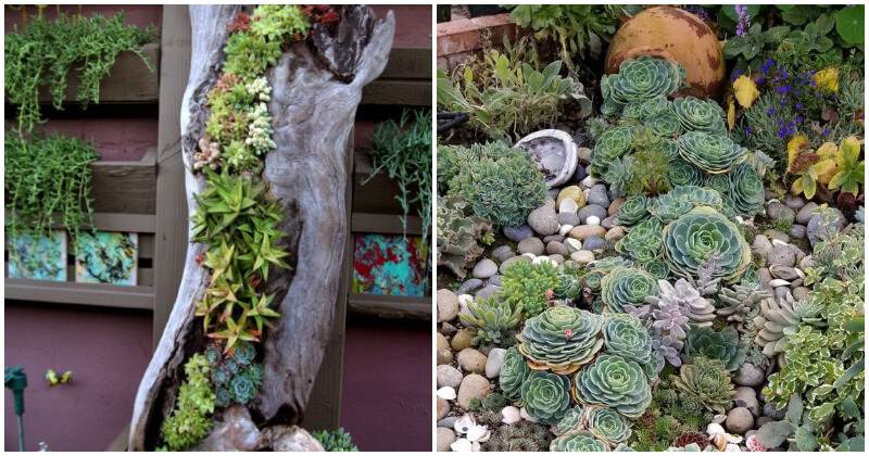 19 Amazing Succulent Porch Garden Ideas