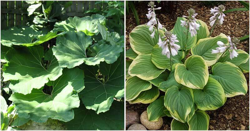 15 Stunning Big Leaf Plants To Grow Outdoor