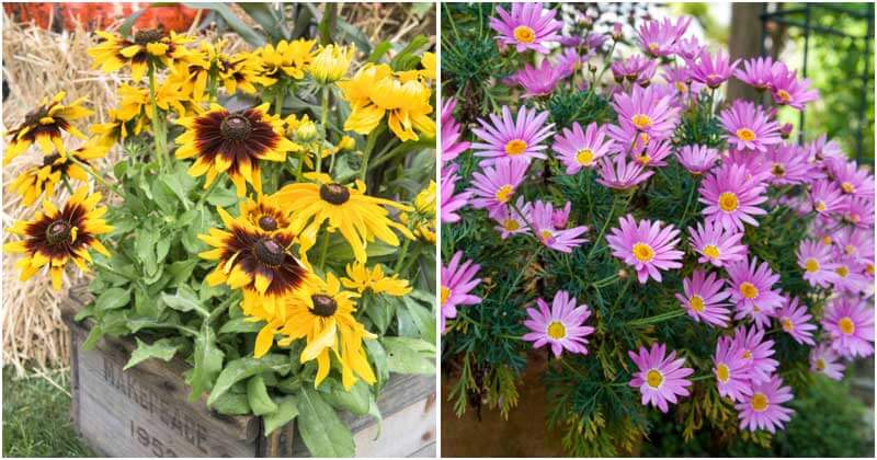 13 Beautiful Fall Flowers For Container Garden