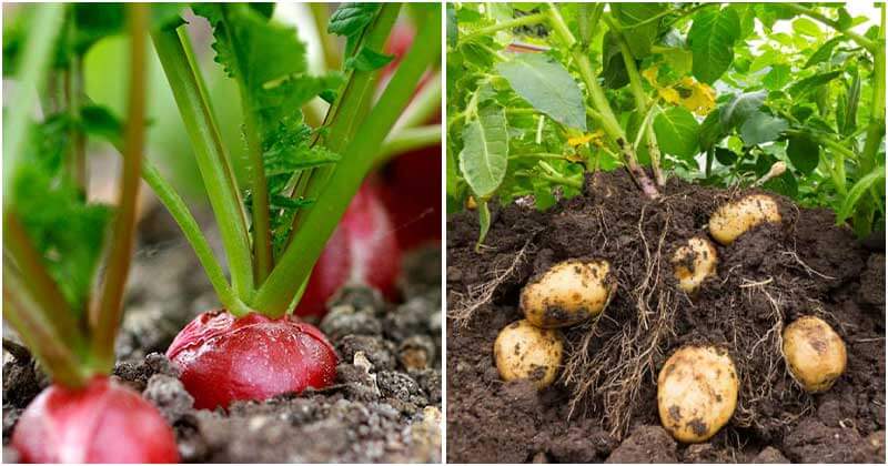 19 Types of Root Vegetables That Have Great Taste