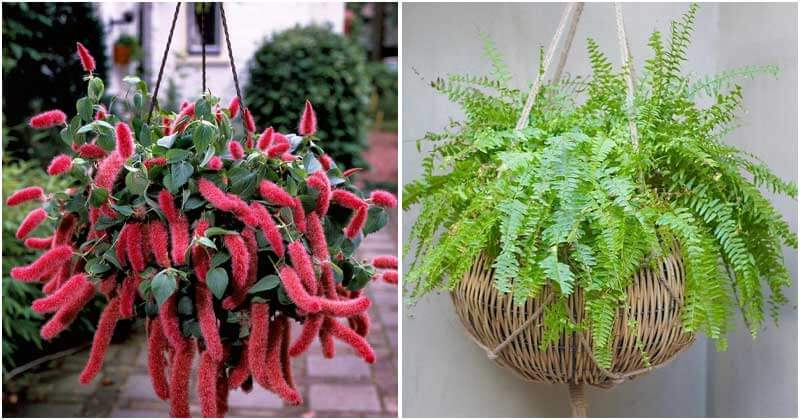 13 Best Beautiful Houseplant for Hanging Baskets