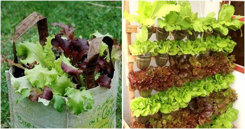 13 Easy Diy Ideas To Grow Lettuce
