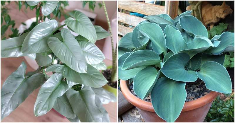 17 Stunning Blue Foliage Houseplants To Liven Up Your Living Space