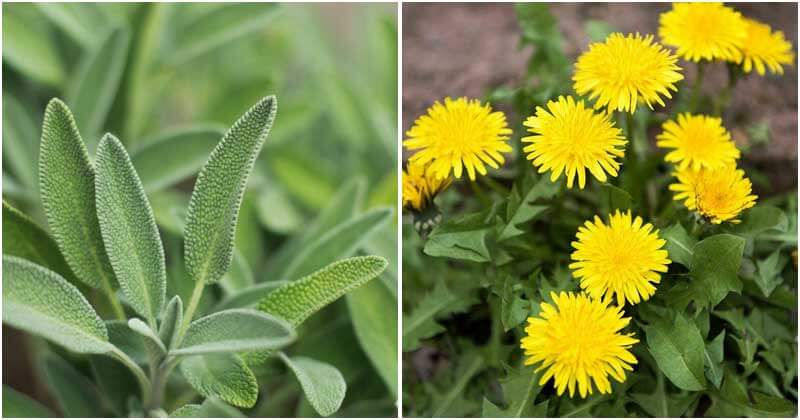 10 Best Herbs To Grow In A Drought Garden