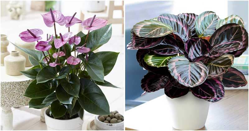28 Beautiful Indoor Plants for Girl’s Room