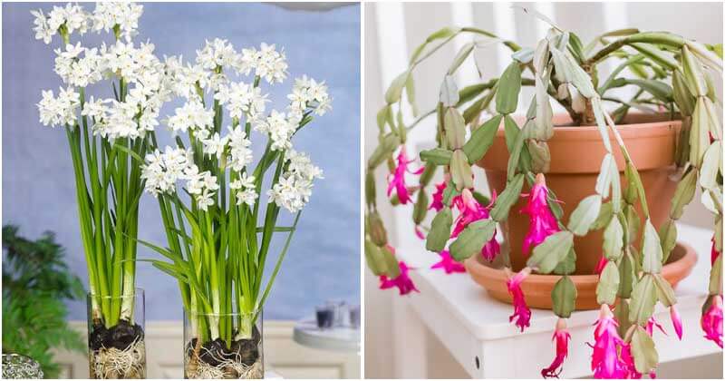 12 Beautiful Indoor Winter Plants To Liven Up Your Living Space