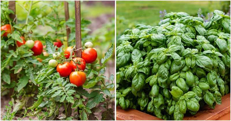 20 Easy Vegetables That You Can Grow In Grow Tent