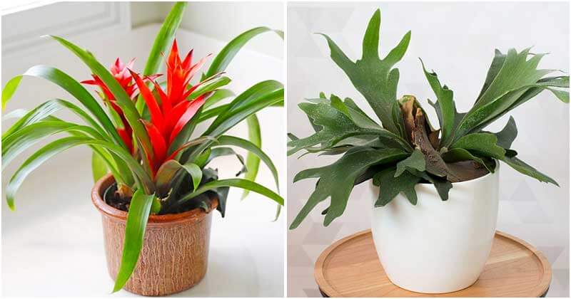 25 Houseplants That Can Grow Well Without Sunlight