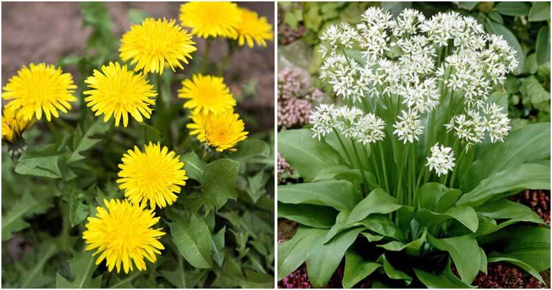 15 Common Weeds That Look Like Grass In Your Lawn