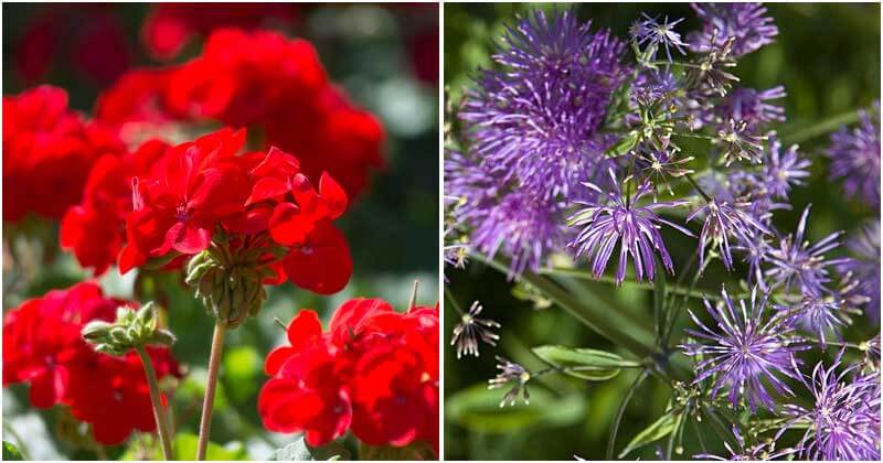 15 Plants That Can Repel Bees And Wasps