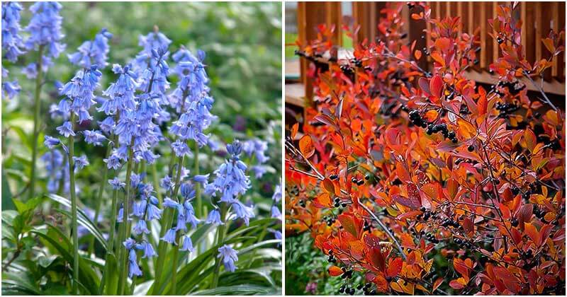 29 Fall Foliage Plants That Look Great In The Garden