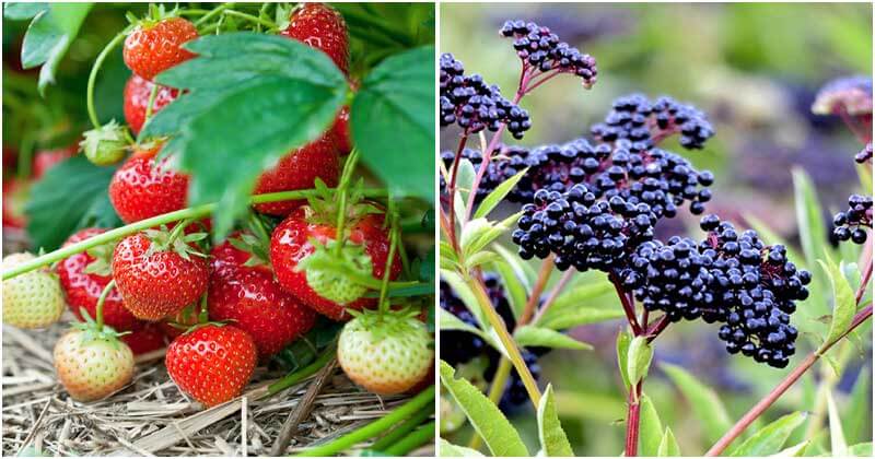 15 Easy to grow Berries That You Can Grow In The Garden