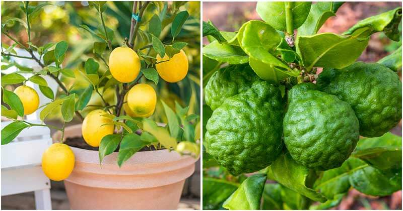 10 Best Citrus Trees To Grow In Containers and Pots