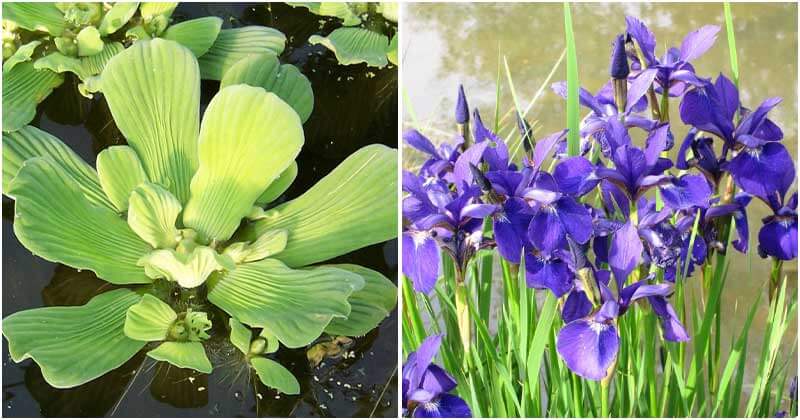 10 Popular Aquatic Plants For Ponds and Water Features