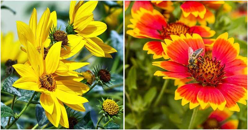 10 Beautiful Plants That Attract Hoverflies To Your Garden