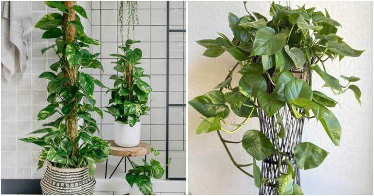 10 Awesome Pothos Houseplant Benefits