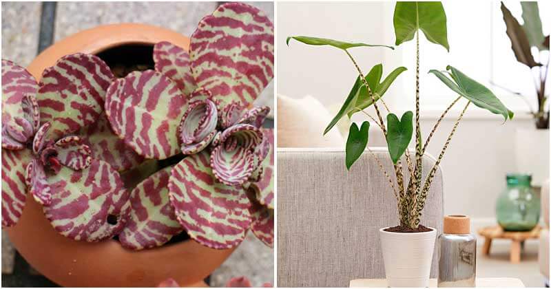 11 Beautiful Houseplants With Shaped-Tiger Pattern Leaves