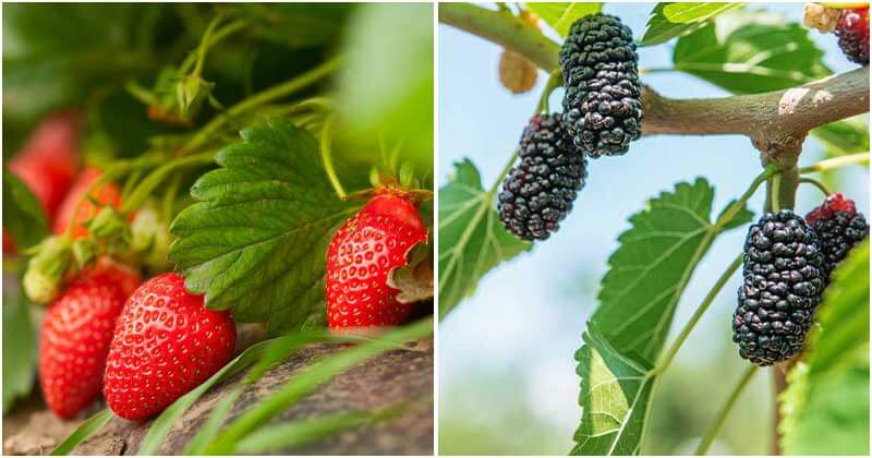 12 Berry Vines To Grow In The Garden