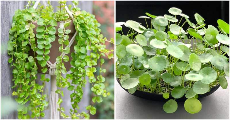 16 Houseplants That Have Unique Coin-Shaped Leaves