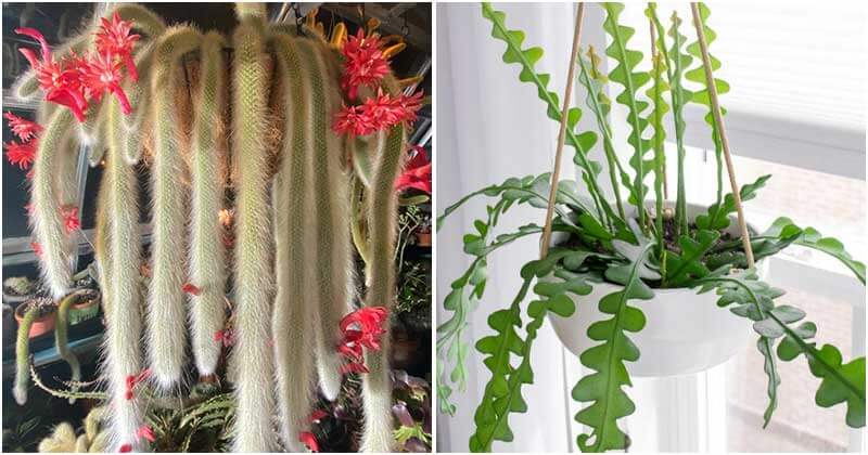 26 Appealing Pictures Of The Best Beautiful Hanging Succulents