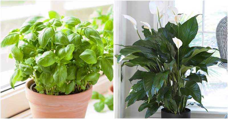 26 Easy-to-grow Plants For Kitchen Windowsill