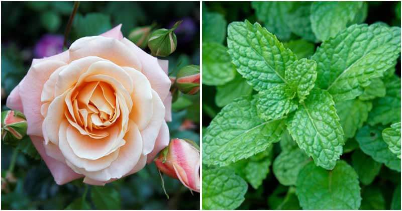 6 Best Plants That You Should Grow For Relaxing Bath