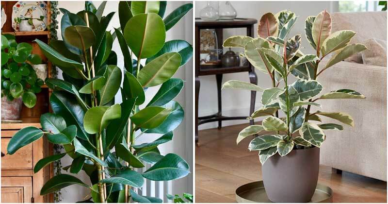 7 Benefits Of Rubber Plant When You Grow In The Home