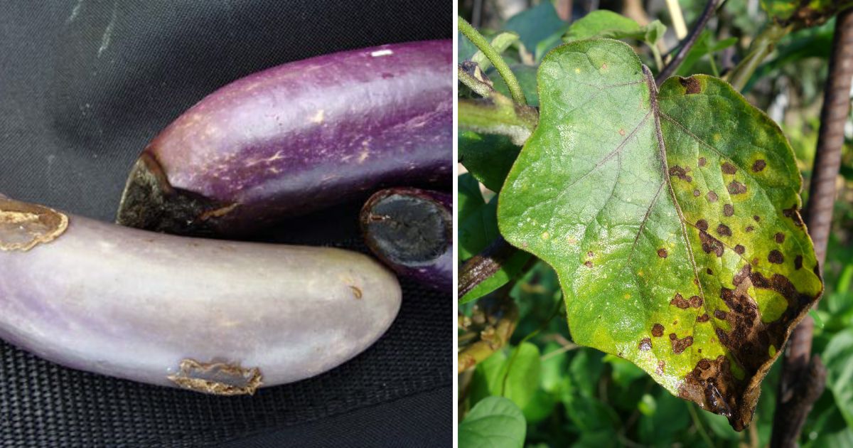 7 Common Eggplant Diseases and How You Can Keep Them Under Control