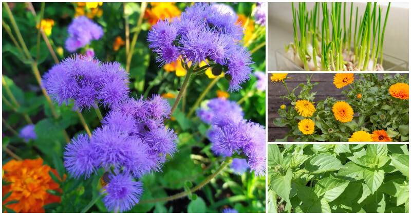12 Common Herbs And Flowers That Can Repel Mosquito From Your Home and Garden