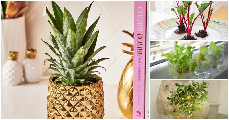 8 Lovely Houseplants That Can Be Grown From Kitchen Scraps