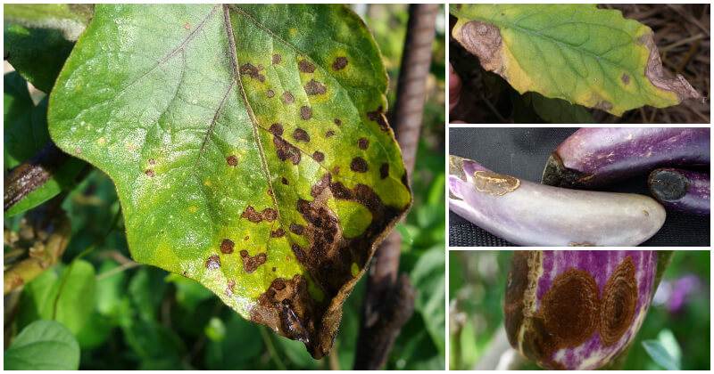 7 Common Eggplant Diseases And Ways To Control Them