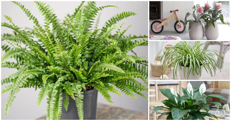 Common Houseplants You Can Grow To Reduce Humidity In Your Living Space