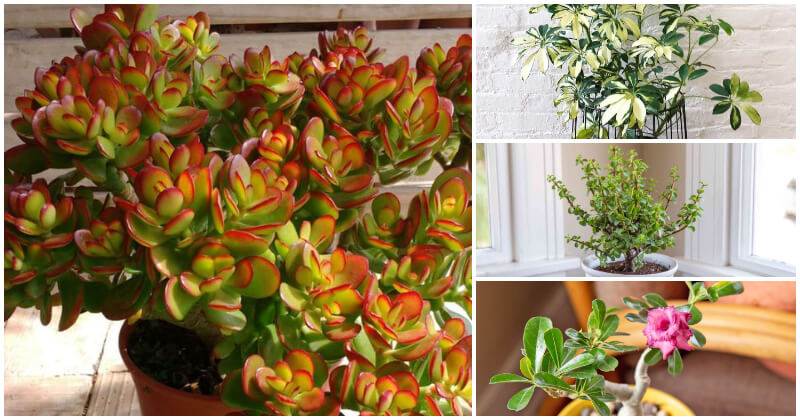 13 Exciting And Unusual Dwarf Trees Like Houseplants To Grow In Your Home