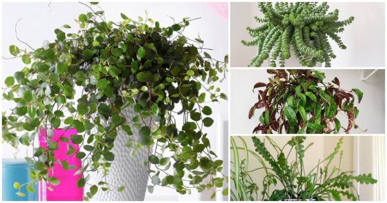 10 Unique Indoor Vines and Climbing Plants