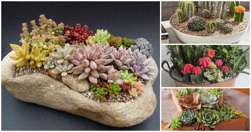 Amazing DIY Cactus And Succulent Dish Garden
