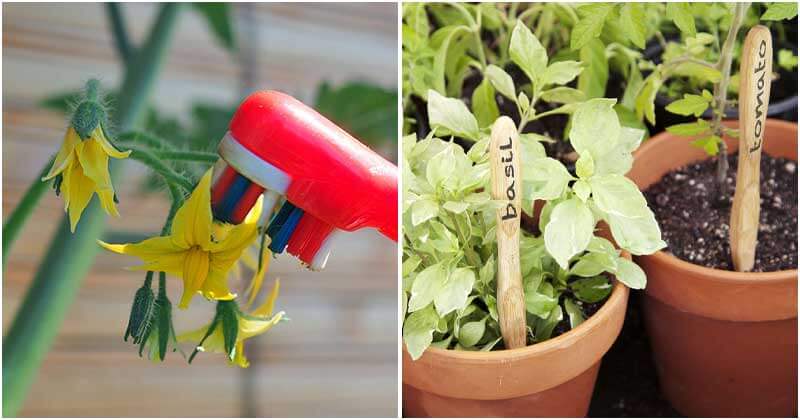 10 Unbelievable Toothbrush Uses That You Can Apply In The Garden