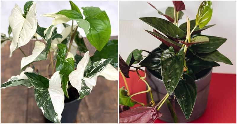13 Beautiful Indoor Plants That Have Shapes Look Like Pothos