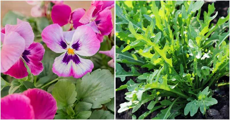 12 Best Vegetables And Flower To Plant In October In The Garden