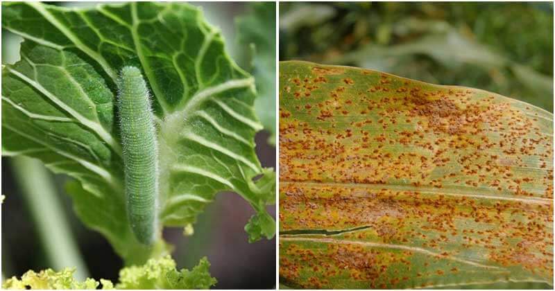 11 Spring Pests and Diseases You Should Watch Out To Protect Your Harvest